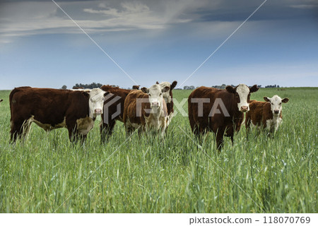 Cattle raising  with natural pastures in Pampas countryside, La Pampa Province,Patagonia, Argentina. 118070769