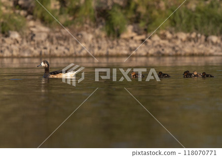 Southern wigeon, Anas sibilatrix, in marsh environment, La Pampa Province, Patagonia, Argentina. 118070771