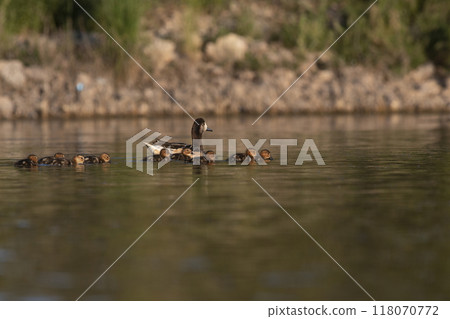 Southern wigeon, Anas sibilatrix, in marsh environment, La Pampa Province, Patagonia, Argentina. 118070772