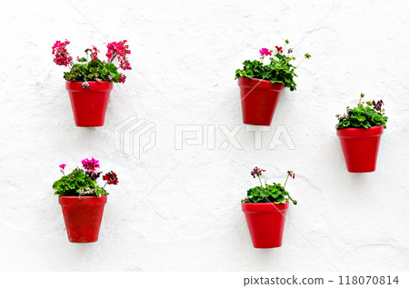 blossom, flower, flowerpot 118070814