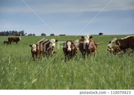 Cattle raising with natural pastures in Pampas countryside, La Pampa Province,Patagonia, Argentina. Cattle raising with natural pastures in Pampas countryside, La Pampa Province,Patagonia, Argentina. 118070823