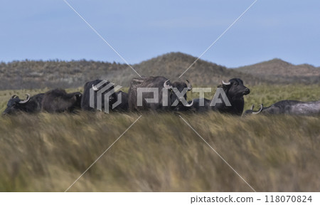 Water buffalo, Bubalus bubalis, species introduced in Argentina, La Pampa province, Patagonia. 118070824