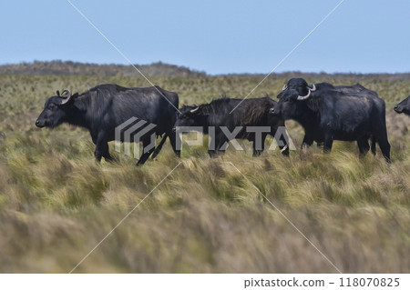 Water buffalo, Bubalus bubalis, species introduced in Argentina, La Pampa province, Patagonia. 118070825
