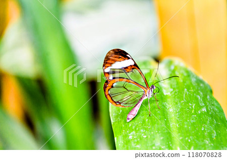 Glass or mirrored butterfly, transparent) (Greta Oto), lepidopteron Glass or mirrored butterfly, transparent) (Greta Oto), lepidopteron 118070828