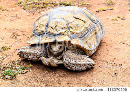 animal, tortoise, turtle 118070896