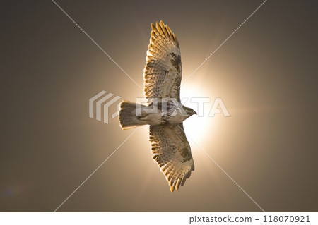 Buzzard flying with the sun behind it 118070921