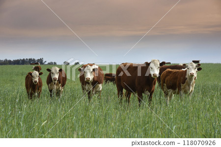 Cattle raising with natural pastures in Pampas countryside, La Pampa Province,Patagonia, Argentina. Cattle raising with natural pastures in Pampas countryside, La Pampa Province,Patagonia, Argentina. 118070926