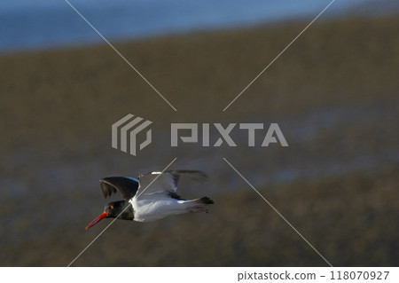 American oystercatcher, Haematopus palliatus, in flight, flying in a Patagonian beach environment, Patagonia, Argentina. American oystercatcher, Haematopus palliatus, in flight, flying in a Patagonian beach environment, Patagonia, Argentina. 118070927