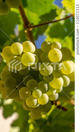 Fruit on White Wine Plant Fruit on White Wine Plant 118071313