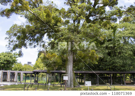 金針與槲寄生 大田宿中山道會館 118071369