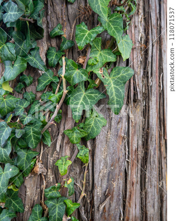 Ivy wraps around a tree trunk. Ivy leaves on the bark of a large tree. Background from leaves and bark 118071537