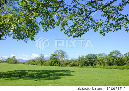 Blue sky and tree Blue sky and tree 118071741