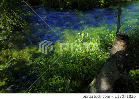 River water plant 118071820