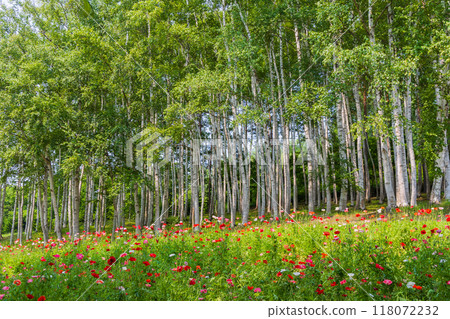 夏季北海道富良野罌粟花田和白樺林 118072232
