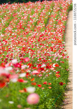 Summer in Hokkaido, Furano, poppy fields 118072236