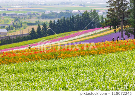 Colorful flower fields in Furano, Hokkaido in summer 118072245