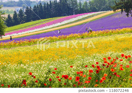 北海道富良野夏季色彩繽紛的花園 118072246