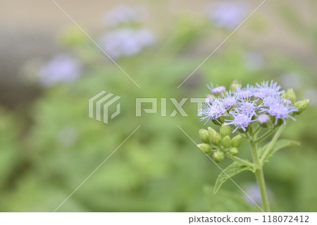 Fujibakama 118072412