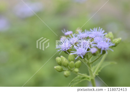 Euphorium Euphorium 118072413