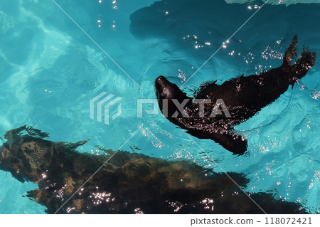 Sea lion baby Sea lion baby 118072421