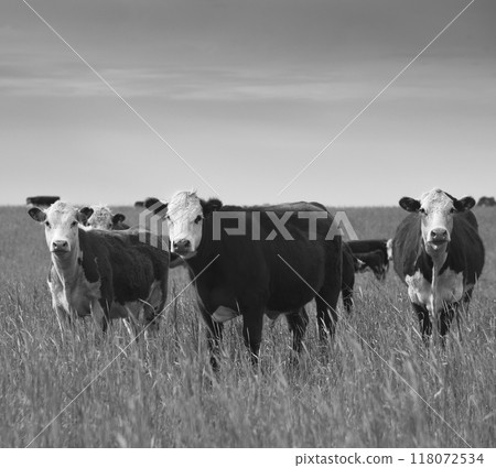 Cattle raising  in Argentine countryside, natural grass environment, La Pampa Province,Patagonia, Argentina. 118072534