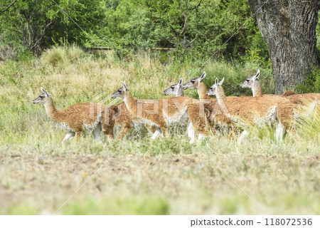 Lama animal, , in pampas grassland environment, La Pampa province, Patagonia, Argentina Lama animal, , in pampas grassland environment, La Pampa province, Patagonia, Argentina 118072536