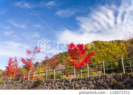 平湯大瀧停車場周圍的紅葉充滿生機 平湯大瀧停車場周圍的紅葉充滿生機 118072552