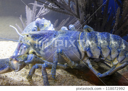 American sea lobster 118072992