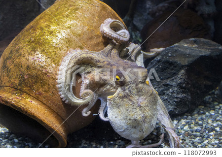 octopus octopus 118072993