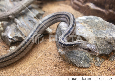 Shimate蛇 Shimate蛇 118072996