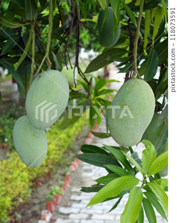 Dasehri mango, a popular fruit in India 118073591