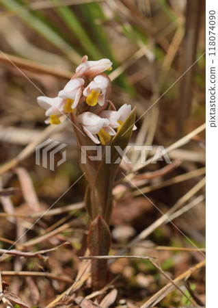 Cyprinus Cyprinus 118074090