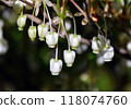 Dodantsutsuji with cute small white pot-shaped flowers that bloom in spring Flowers that bloom all at once from spring to early summer in Hokkaido Dodantsutsuji with cute small white pot-shaped flowers that bloom in spring Flowers that bloom all at once from spring to early summer in Hokkaido 118074760