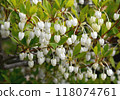 Enkianthus perulatus with cute small white pot-shaped flowers blooming in spring Flowers that bloom all at once from spring to early summer in Hokkaido Enkianthus perulatus with cute small white pot-shaped flowers blooming in spring Flowers that bloom all at once from spring to early summer in Hokkaido 118074761