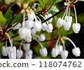 Enkianthus perulatus with cute small white pot-shaped flowers blooming in spring Flowers that bloom all at once from spring to early summer in Hokkaido Enkianthus perulatus with cute small white pot-shaped flowers blooming in spring Flowers that bloom all at once from spring to early summer in Hokkaido 118074762