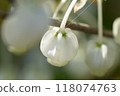 A close-up of the cute Enkianthus campanulatus, with its small white vase-shaped flowers that bloom in spring A close-up of the cute Enkianthus campanulatus, with its small white vase-shaped flowers that bloom in spring 118074763