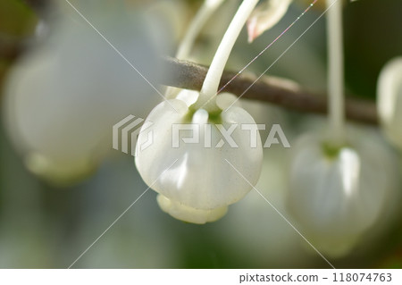 A close-up of the cute Enkianthus campanulatus, with its small white vase-shaped flowers that bloom in spring A close-up of the cute Enkianthus campanulatus, with its small white vase-shaped flowers that bloom in spring 118074763