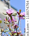The colorful Ezomurasaki azalea, which grows wild in Hokkaido, is the first to bloom in spring. The colorful Ezomurasaki azalea, which grows wild in Hokkaido, is the first to bloom in spring. 118074764