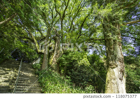 67th of the 88 Shikoku Temples: Daikoji Temple, Large Kaya Tree, Large Camphor Tree, Mitoyo City, Kagawa Prefecture 67th of the 88 Shikoku Temples: Daikoji Temple, Large Kaya Tree, Large Camphor Tree, Mitoyo City, Kagawa Prefecture 118075377
