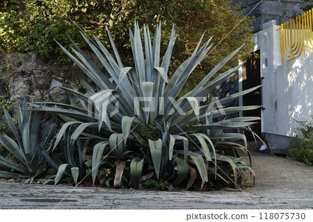Giant wild aloe 118075730