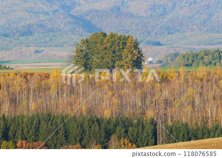 Autumn leaves in Biei on a clear autumn day Autumn leaves in Biei on a clear autumn day 118076585