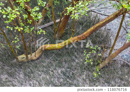 Lush Mangrove Forest ,Mangrove Ecosystem, Root Respiration through Pneumatophores , Nature's Resilience on Anaerobic Soil. 118076716