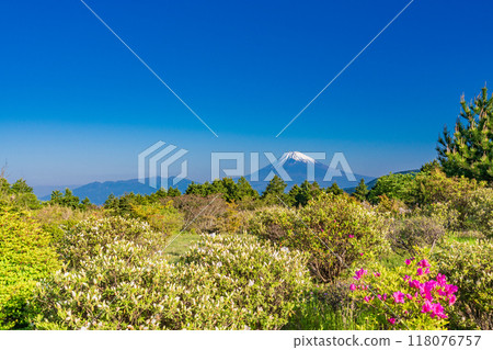 [Shizuoka Prefecture] View of Mt. Fuji from the Izu Skyline Road with azaleas in bloom 118076757
