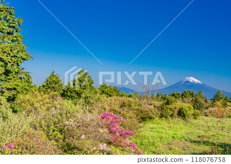 [靜岡縣]從杜鵑花盛開的伊豆天際線眺望富士山 118076758