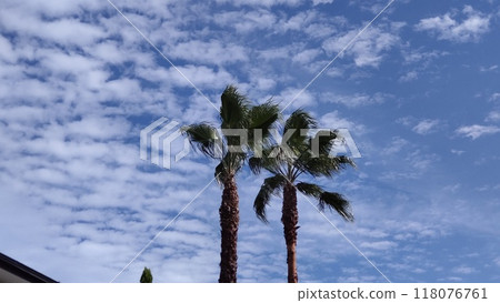 Palm trees and autumn sky 118076761