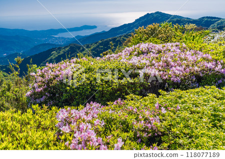 [靜岡縣/神奈川縣]從十國峠俯視真鶴半島，杜鵑花盛開的景色非常美麗 118077189