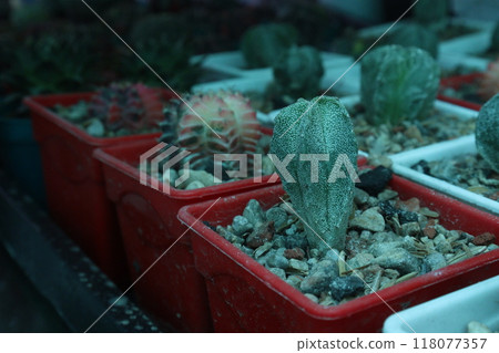 Astrophytum myriostigma Cactus plant on nursery Astrophytum myriostigma Cactus plant on nursery 118077357