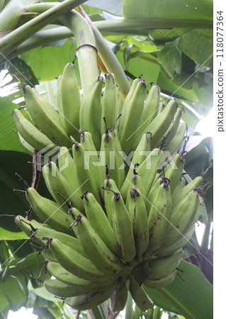 Raw Bananas bunch on farm for harvest Raw Bananas bunch on farm for harvest 118077364