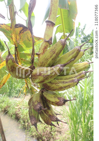 Raw Bananas bunch on farm for harvest Raw Bananas bunch on farm for harvest 118077366