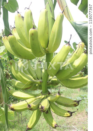 Raw Bananas bunch on farm for harvest Raw Bananas bunch on farm for harvest 118077367